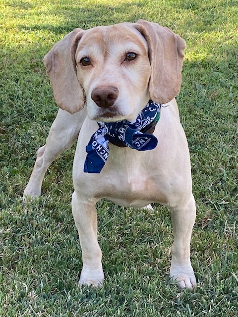 Summer 2026 - 4R Ranch Newsletter