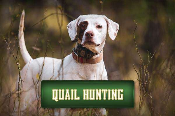 4R Ranch Quail Hunts